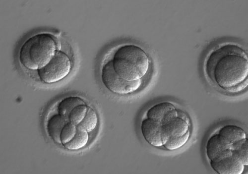 第667回　ゲノム編集でヒト受精卵を修復